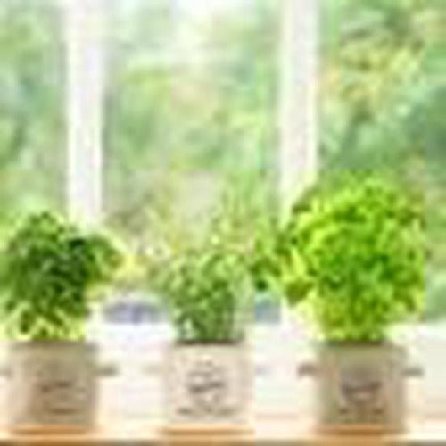 Pride Of Place Plant Pot White - Cafe Supply