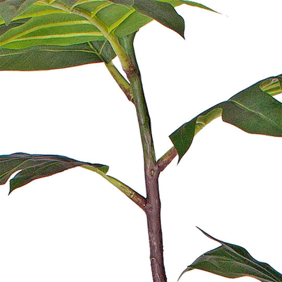 SOGA 60cm Artificial Natural Green Split-Leaf Philodendron Tree Fake Tropical Indoor Plant Home Office Decor