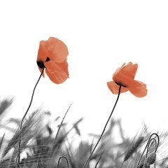 LUNCHEON - Two poppies - Cafe Supply