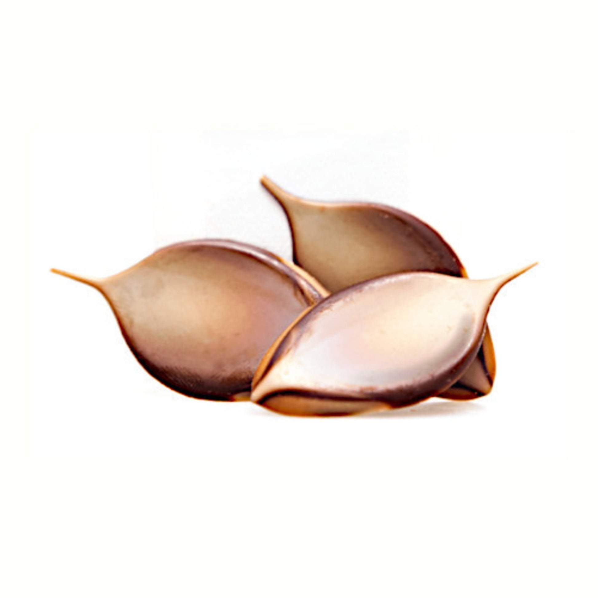 Choc Deco-Leaf Marbled DK/WH 50mmx24mm (333) - Cafe Supply